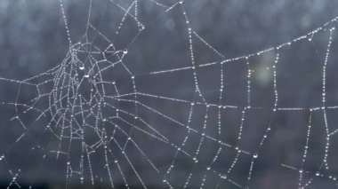 pider web su damlaları ile 