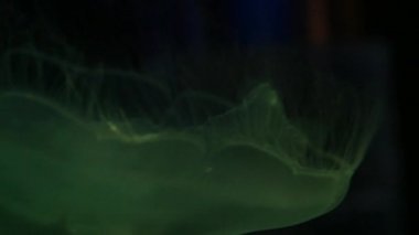 Sualtı akvaryum egzotik Deniz anası 