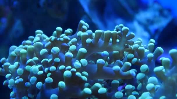 Colorful polyps in underwater aquarium — Stock Video