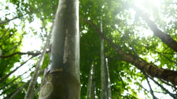 Bellissimi alberi della giungla — Video Stock