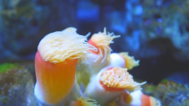 Pólipos coloridos em aquário subaquático — Vídeo de Stock