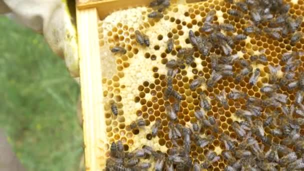 Bees on beehive making honey — Stock Video