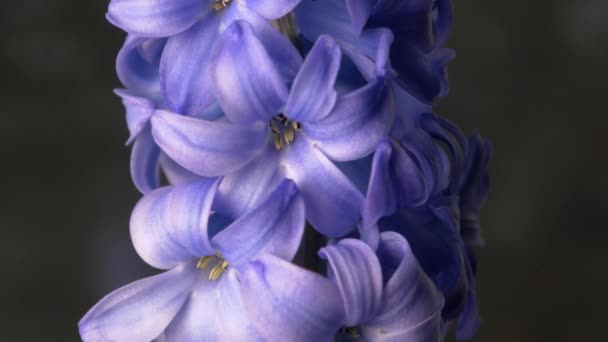 Fleur de jacinthe bleue — Video