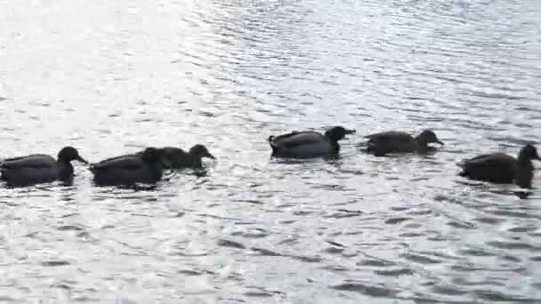 Ankor som simmar i en sjö — Stockvideo