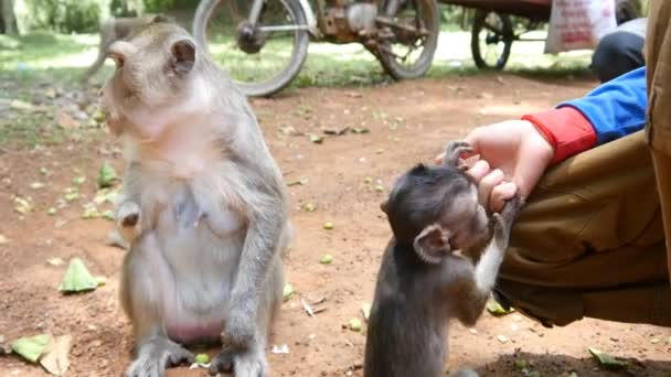 Pessoas alimentando macacos — Vídeo de Stock
