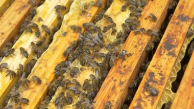 Arılar bal yapan arı kovanı üzerinde 