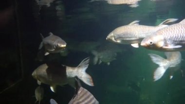 Sualtı akvaryum egzotik balık 