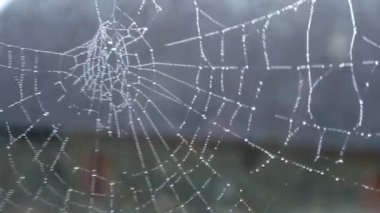 Su damlalı örümcek ağı