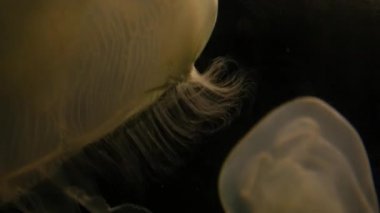 Sualtı akvaryum egzotik Deniz anası 