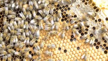 Arılar bal yapan arı kovanı üzerinde 
