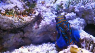 Sualtı akvaryum egzotik balık 