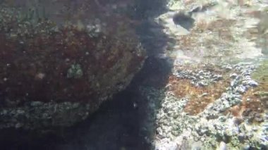 Su altında yüzen balıklar 
