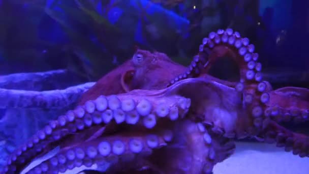 Exotic octopus in underwater aquarium — Stock Video