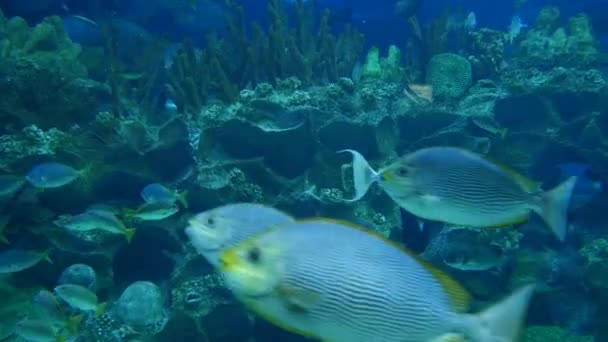 Peces exóticos en acuario submarino — Vídeos de Stock