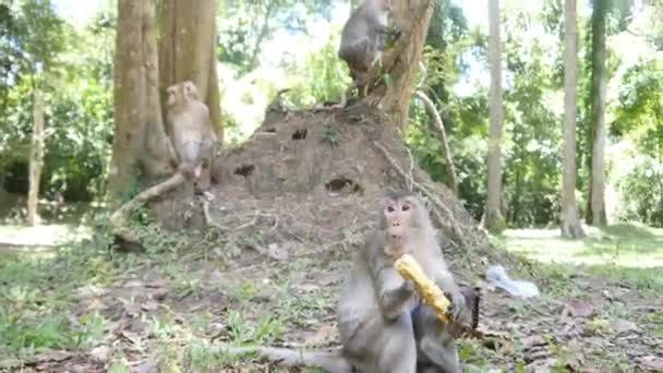 Macaco comendo milho — Vídeo de Stock
