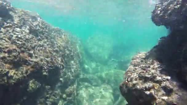 Pesci che nuotano sott'acqua — Video Stock