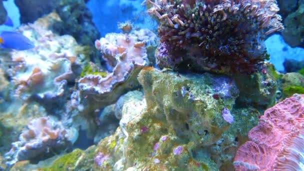 Екзотична риба в підводному акваріумі — стокове відео