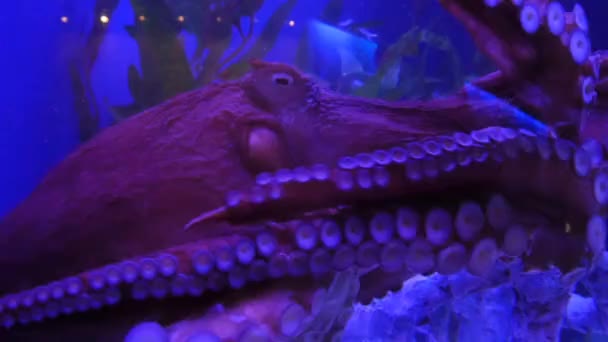 Exotische octopus in onderwater aquarium — Stockvideo