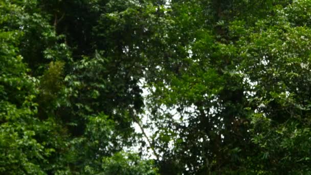 rivière dans la jungle verte 