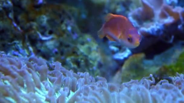 Peces exóticos en acuario submarino — Vídeo de stock