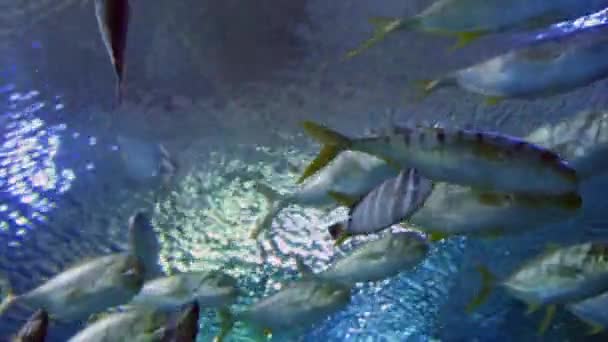 Peces exóticos en acuario submarino — Vídeo de stock