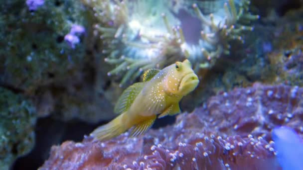 Exotic fish in underwater aquarium — Stock Video