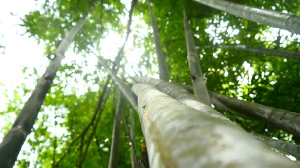 Bellissimi alberi della giungla — Video Stock