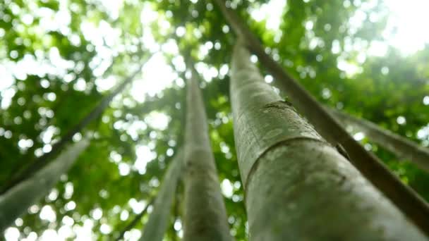 Belas árvores da selva — Vídeo de Stock