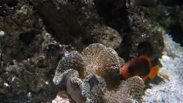 Peces exóticos en acuario submarino — Vídeo de stock