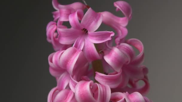 Розовый гиацинтовый цветок — стоковое видео