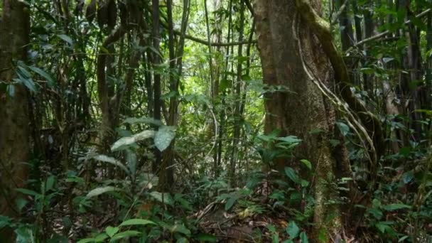 Hermosos árboles de la selva — Vídeos de Stock