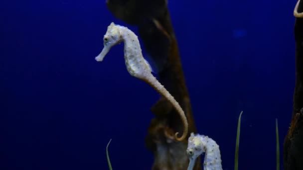 Zeepaardjes in onderwater aquarium — Stockvideo