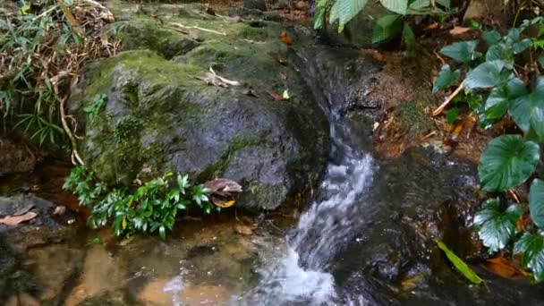Водный пар в джунглях — стоковое видео