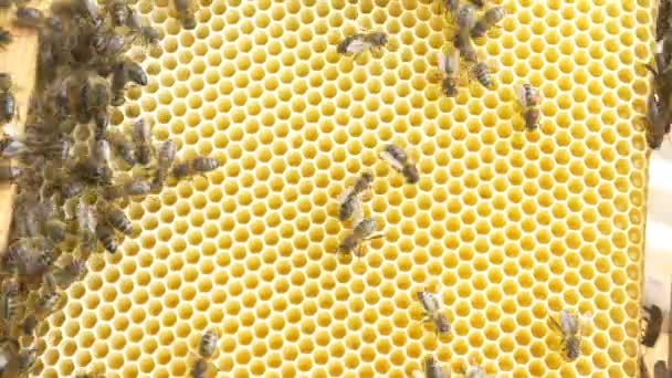 Abejas en la colmena haciendo miel — Vídeos de Stock