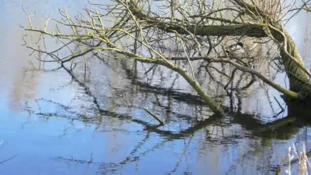 Bare tree on lake water — Stock Video