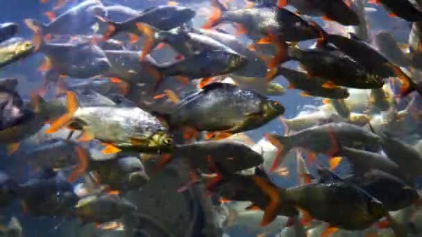 水中水族館でエキゾチックな魚 — ストック動画