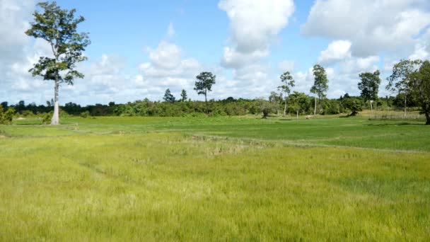 Campo de arroz no Camboja — Vídeo de Stock