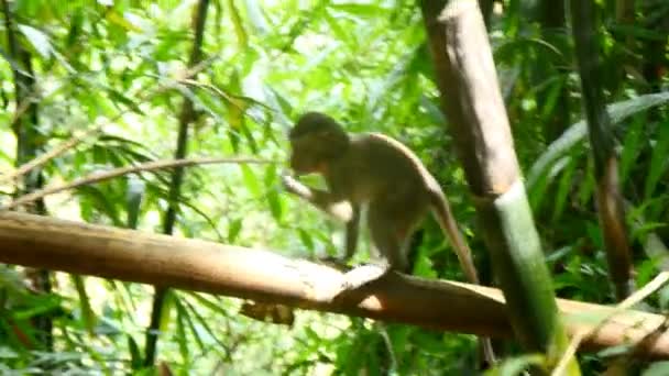 Małpa na gałęzi drzewa — Wideo stockowe