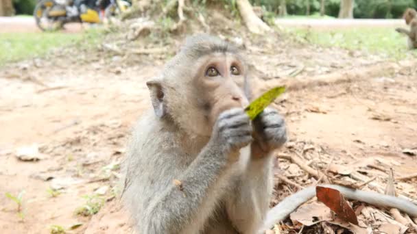 Mono comiendo hoja — Vídeos de Stock