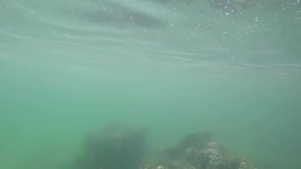 Poissons nageant sous l'eau 