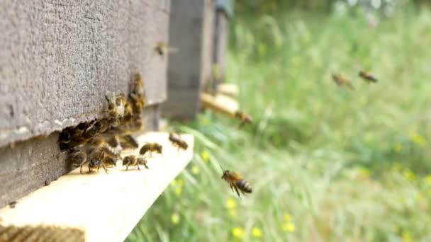 Abeilles sur ruche faire du miel — Video