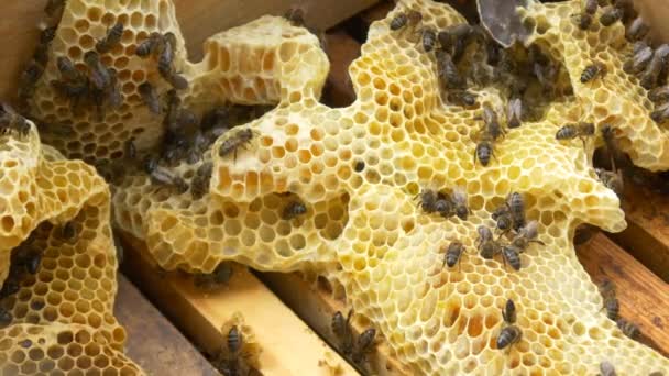 Abeilles sur ruche faire du miel — Video