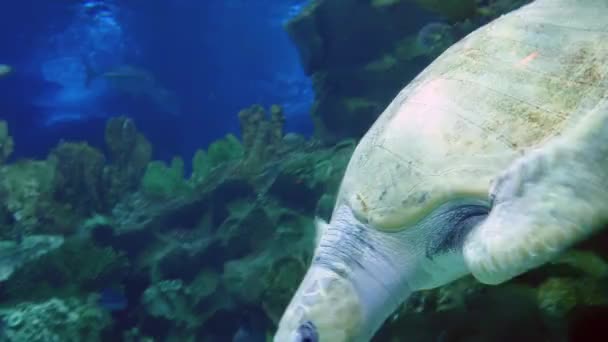 Exotische schildpad uit onderwater aquarium — Stockvideo