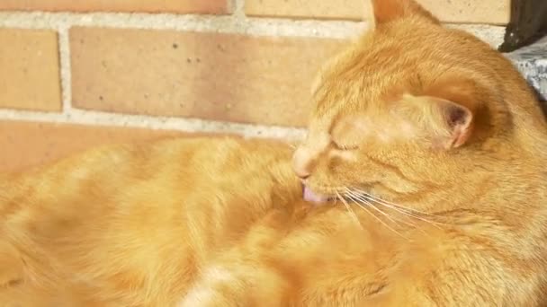 Кошка облизывает и чистит себя — стоковое видео