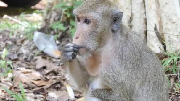 Mono comiendo maíz — Vídeos de Stock