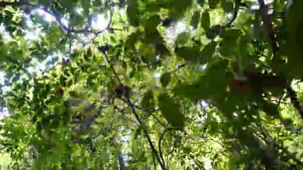 Krásné džungle stromy — Stock video