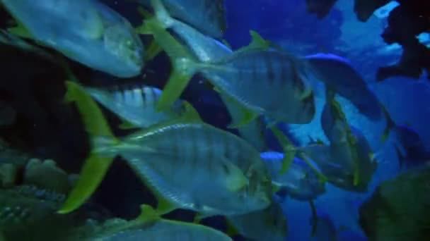 Exotiska fiskar i undervattens akvarium — Stockvideo