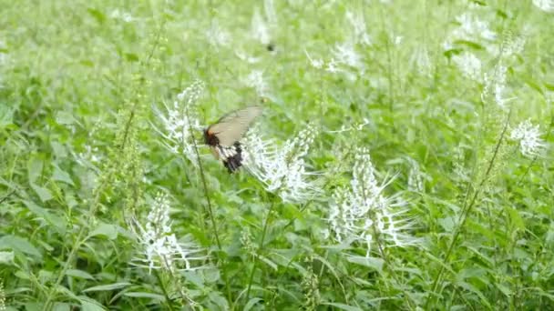 Schmetterlinge sitzen auf Blumen — Stockvideo