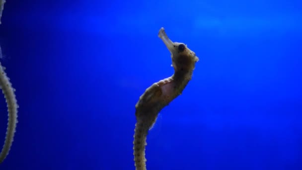 Zeepaardjes in onderwater aquarium — Stockvideo