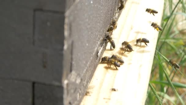 Bienen auf Bienenstöcken machen Honig — Stockvideo